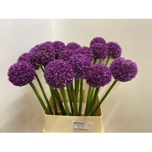 ALLIUM AMBASSADOR