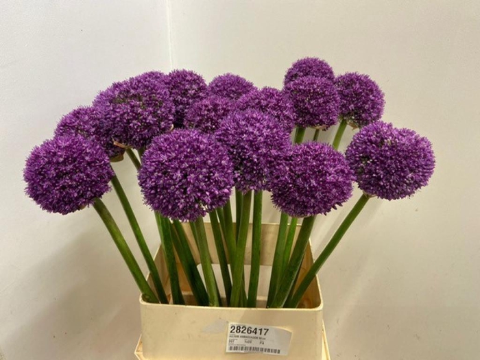 ALLIUM AMBASSADOR