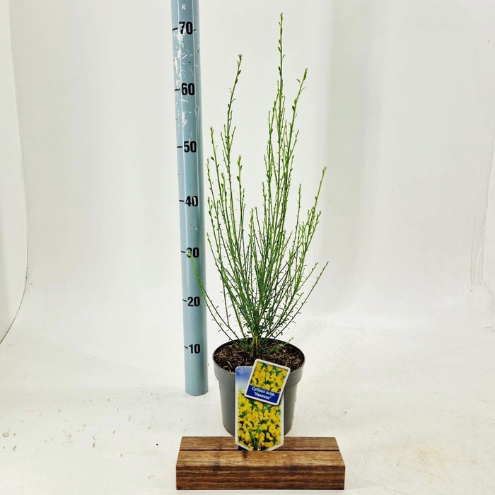 <h4>Cytisus Vanesse</h4>