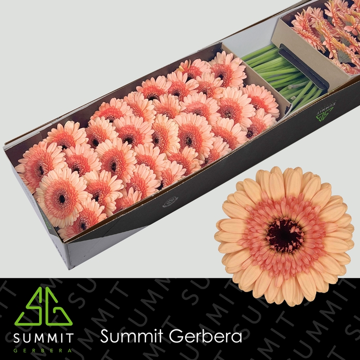 <h4>Gerbera mini Oreo</h4>