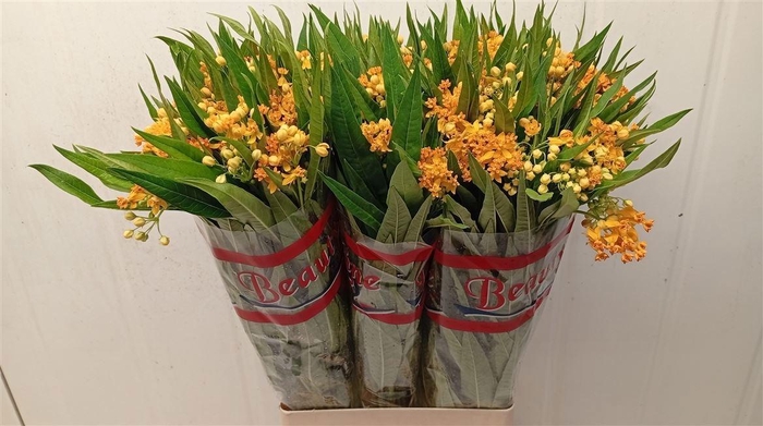 <h4>ASCL C SILKY GOLD</h4>