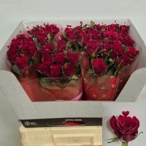 <h4>R GR SIMPLY RED+</h4>