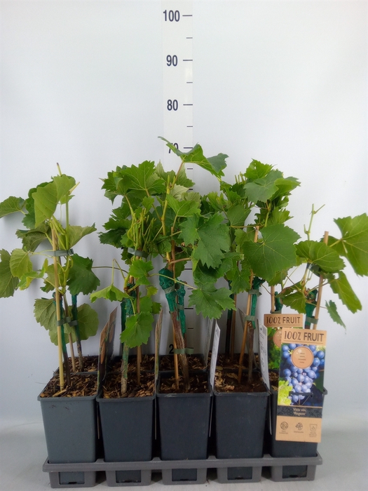 <h4>Vitis   ...</h4>