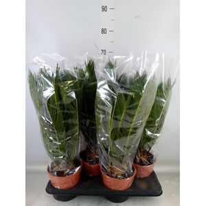 Cycas revoluta