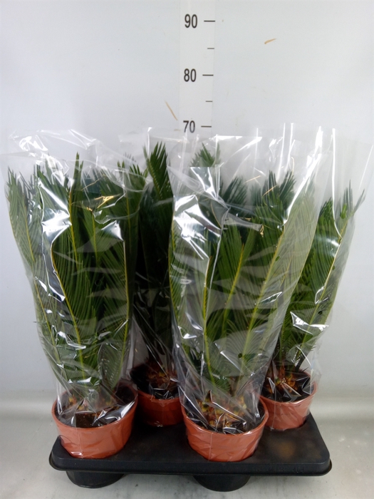 <h4>Cycas revoluta</h4>