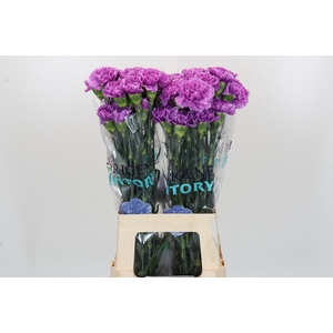 Dianthus St Florigene Moonlite