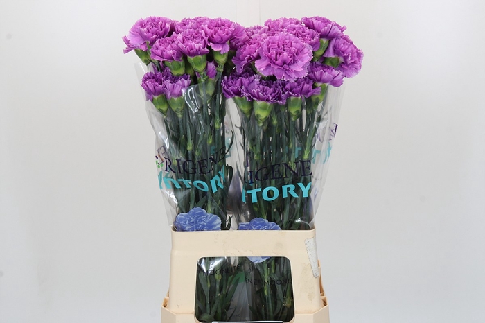 <h4>Dianthus St Florigene Moonlite</h4>