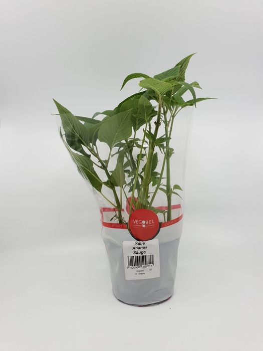 <h4>Salie Ananas P12</h4>