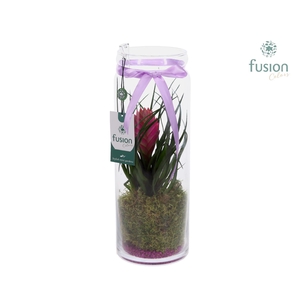 Glazen vaas met Tillandsia