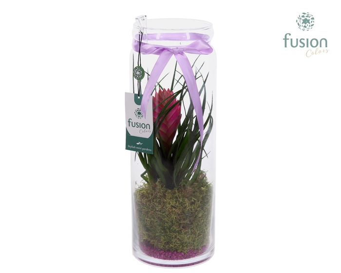 <h4>Glas Cilinder vaas met Tillandsia</h4>