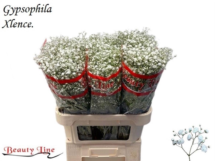 <h4>Gyps Pa Xlence</h4>