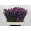 Aster Baby Pink