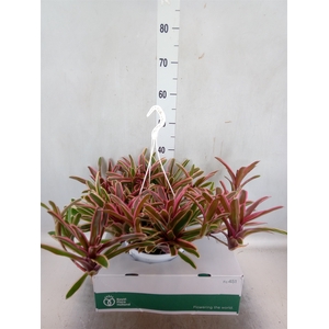 Neoregelia   ...