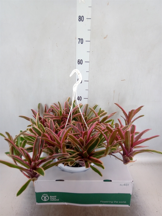 Neoregelia   ...