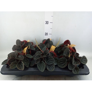 Peperomia