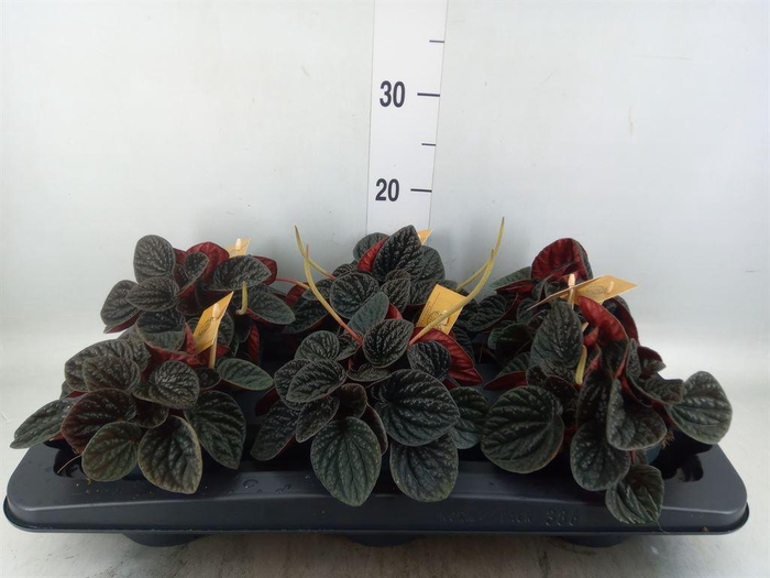 <h4>Peperomia</h4>