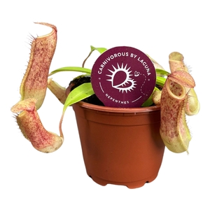 Nepenthes Linda