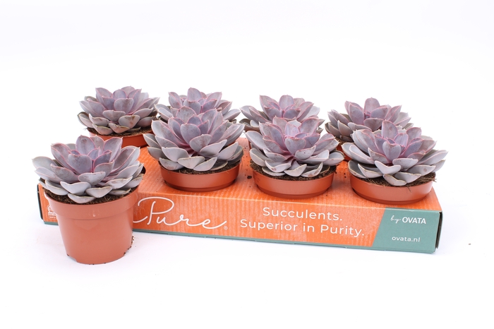 <h4>ECHEV PURPLE PEARL</h4>