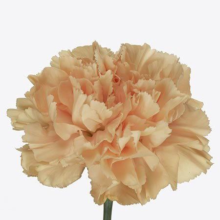 <h4>DI ST CAROLINE GOLD</h4>