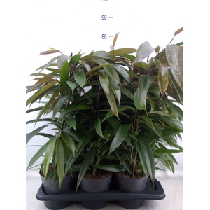 Ficus binn. 'Amstel King'