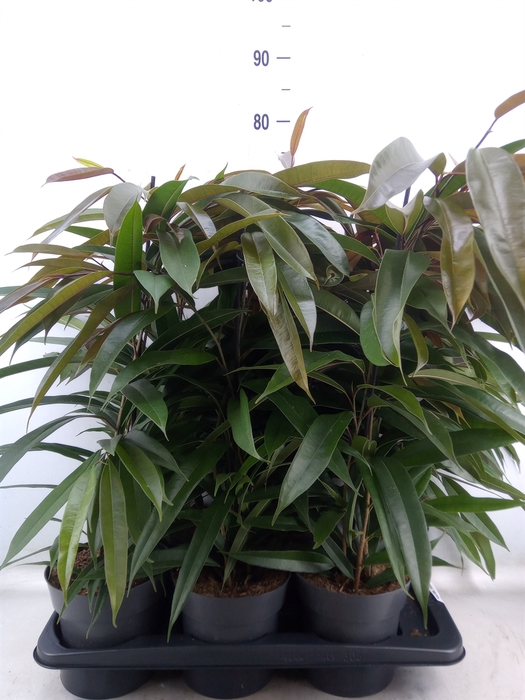 <h4>Ficus binn. 'Amstel King'</h4>