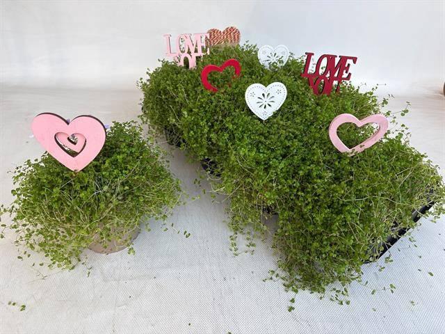 <h4>SOLEI SOL GROEN</h4>