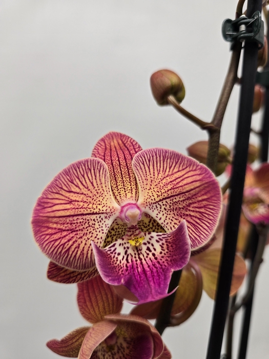 <h4>Limited 24 week 7</h4>