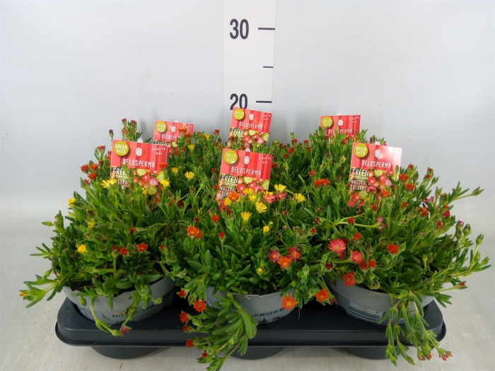 <h4>Delosperma coop. 'JewDesert'  ..mix</h4>
