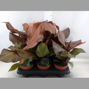 Philodendron  'Sunlight'