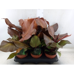 Philodendron  'Sunlight'