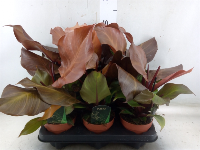 <h4>Philodendron  'Sunlight'</h4>