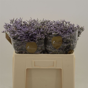 Limonium Safora Lilac