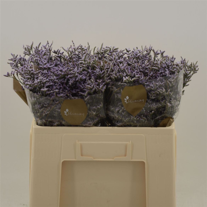 <h4>Limonium Safora Lilac</h4>