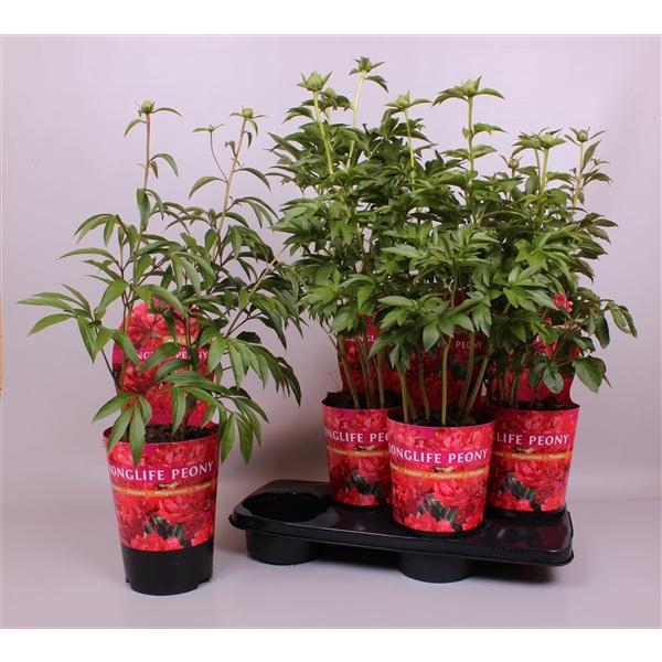<h4>Paeonia overig</h4>
