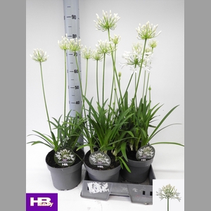 AGAPA HENRYS WHITE