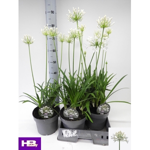 AGAPA HENRYS WHITE