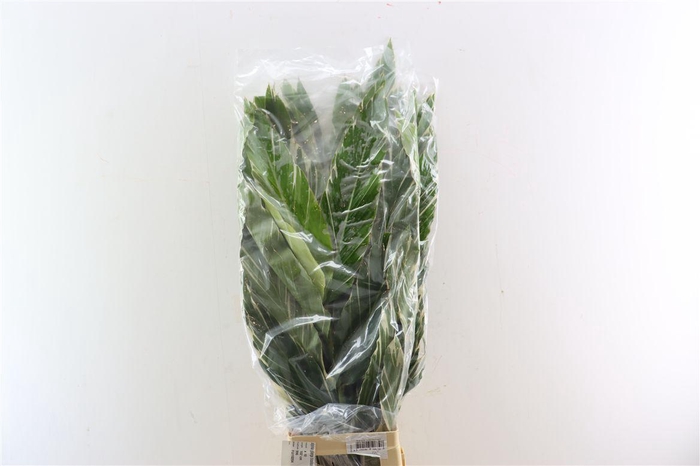 <h4>Alpinia Glanga Bicolour</h4>