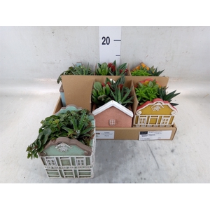Arr.   Kamerplant Groen L%