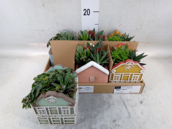 <h4>Arr.   Kamerplant Groen L%</h4>