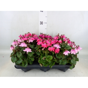 Cyclamen KL 'Petticoat'