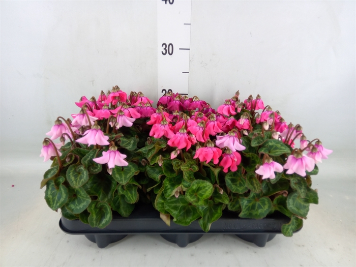 <h4>Cyclamen KL 'Petticoat'</h4>