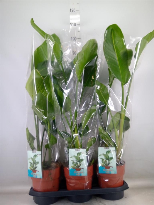 <h4>Strelitzia nicolai</h4>