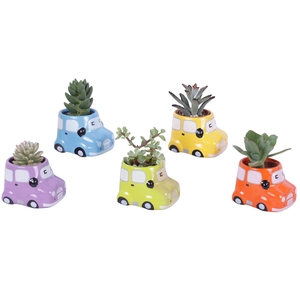 Thank you Teacher Arr. Succulent Ceramic Pot Car Ø09cm 1PP