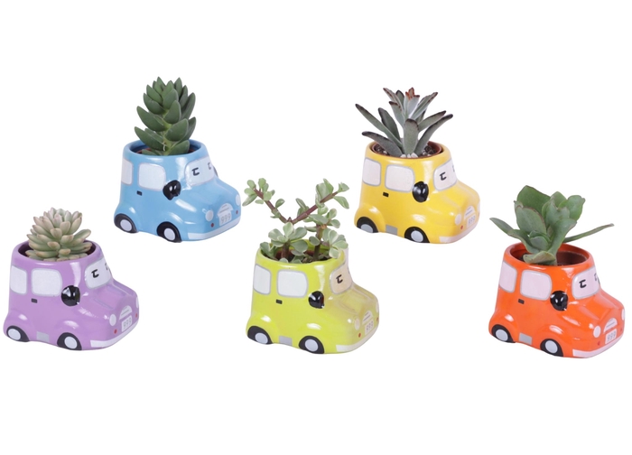 <h4>Thank you Teacher Arr. Succulent Ceramic Pot Car Ø09cm 1PP</h4>