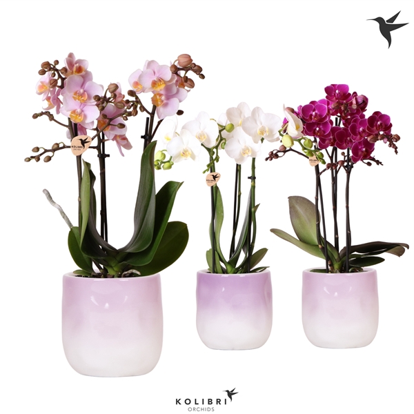 <h4>Kolibri Orchids Phalaenopsis mix 3 spike in Gradience pot lila</h4>