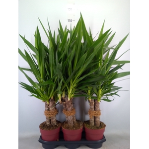 Yucca elephantipes   ...