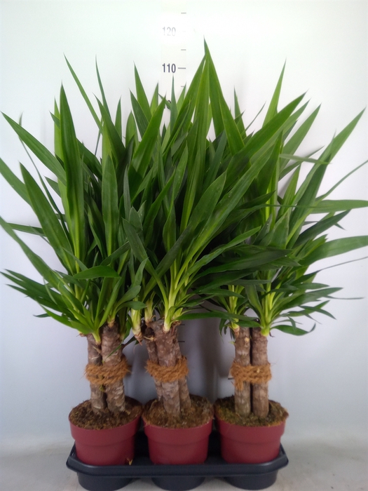 <h4>Yucca elephantipes   ...</h4>
