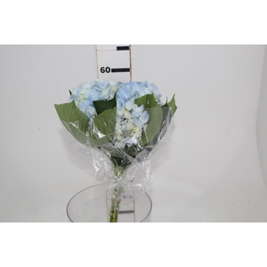 HORTENSIA AZUL