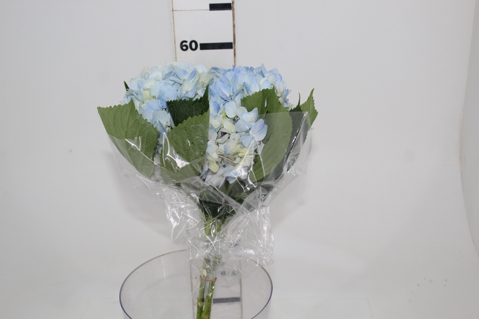 <h4>HORTENSIA AZUL</h4>