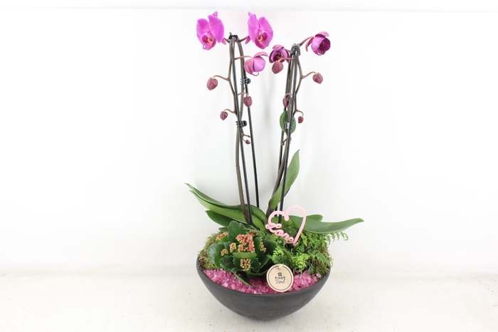 <h4>arr2 PL - Ebbischaal phal. lila</h4>